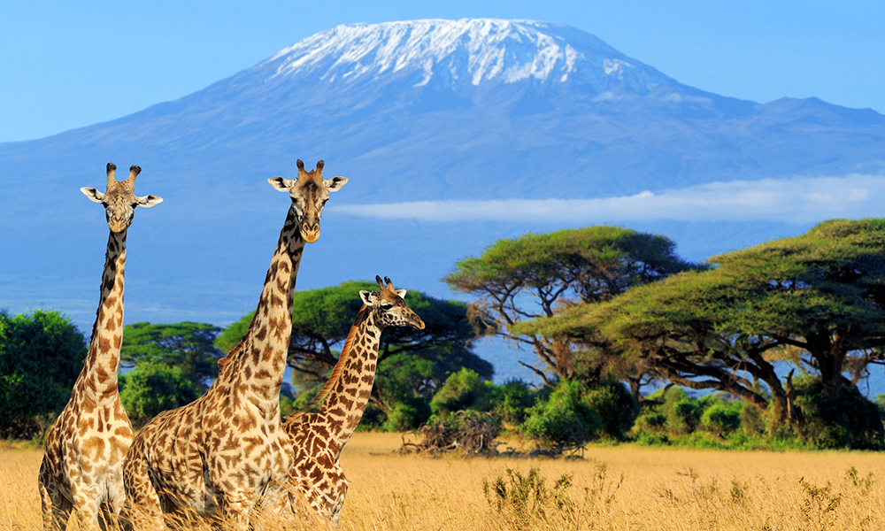 Serengeti and Ngorongoro Classic Safari
